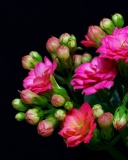 Fondo de pantalla Masterpiece Floral 128x160