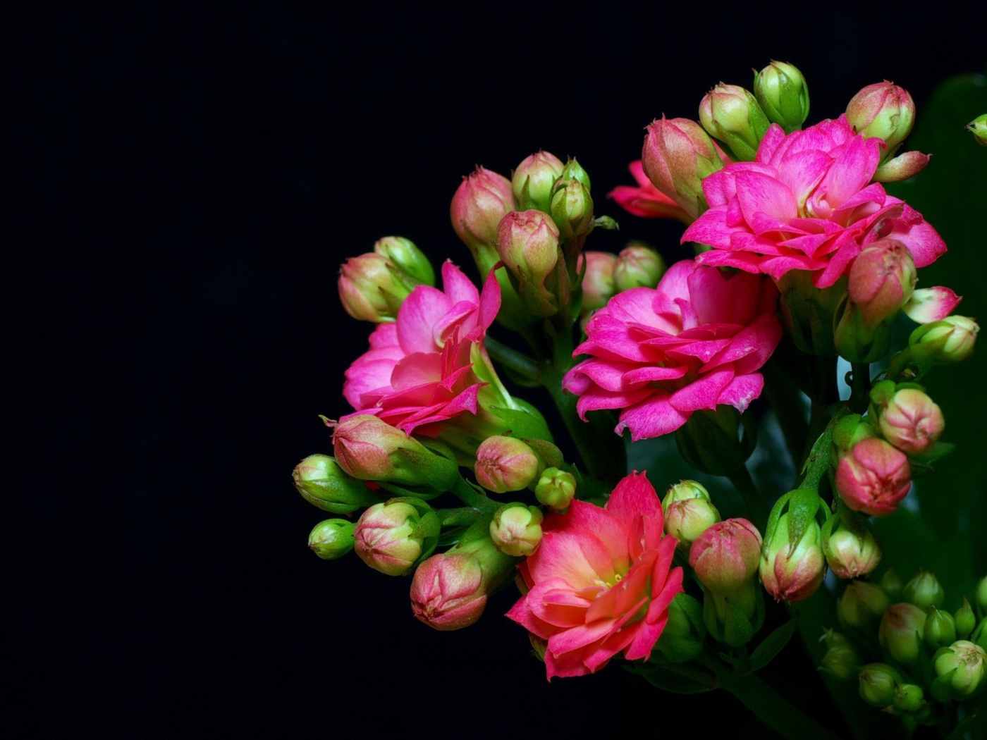 Screenshot №1 pro téma Masterpiece Floral 1400x1050