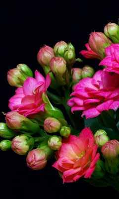 Masterpiece Floral screenshot #1 240x400