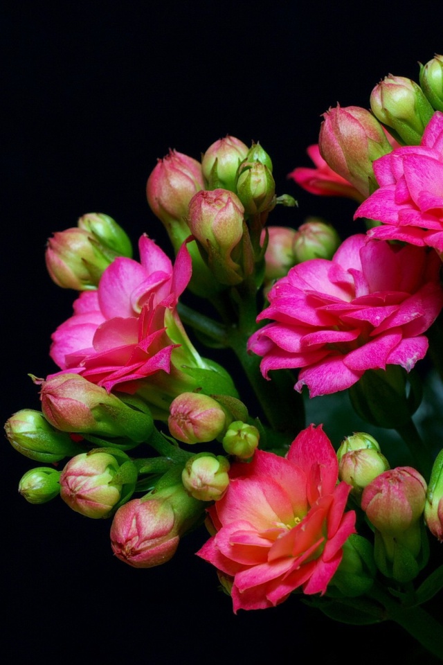 Screenshot №1 pro téma Masterpiece Floral 640x960