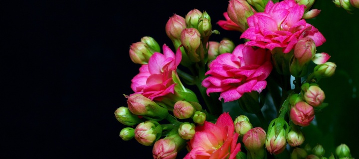 Screenshot №1 pro téma Masterpiece Floral 720x320