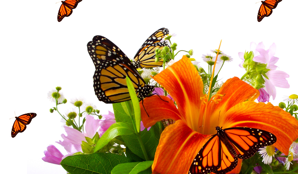 Das Lilies and orange butterflies Wallpaper 1024x600