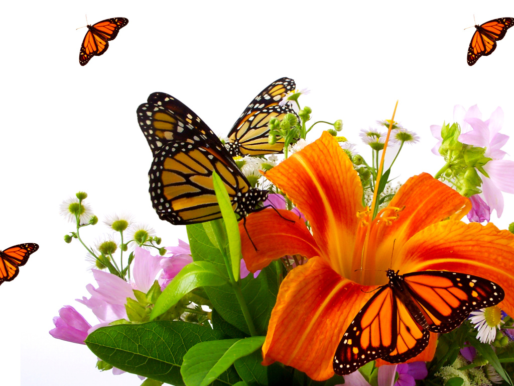 Fondo de pantalla Lilies and orange butterflies 1024x768