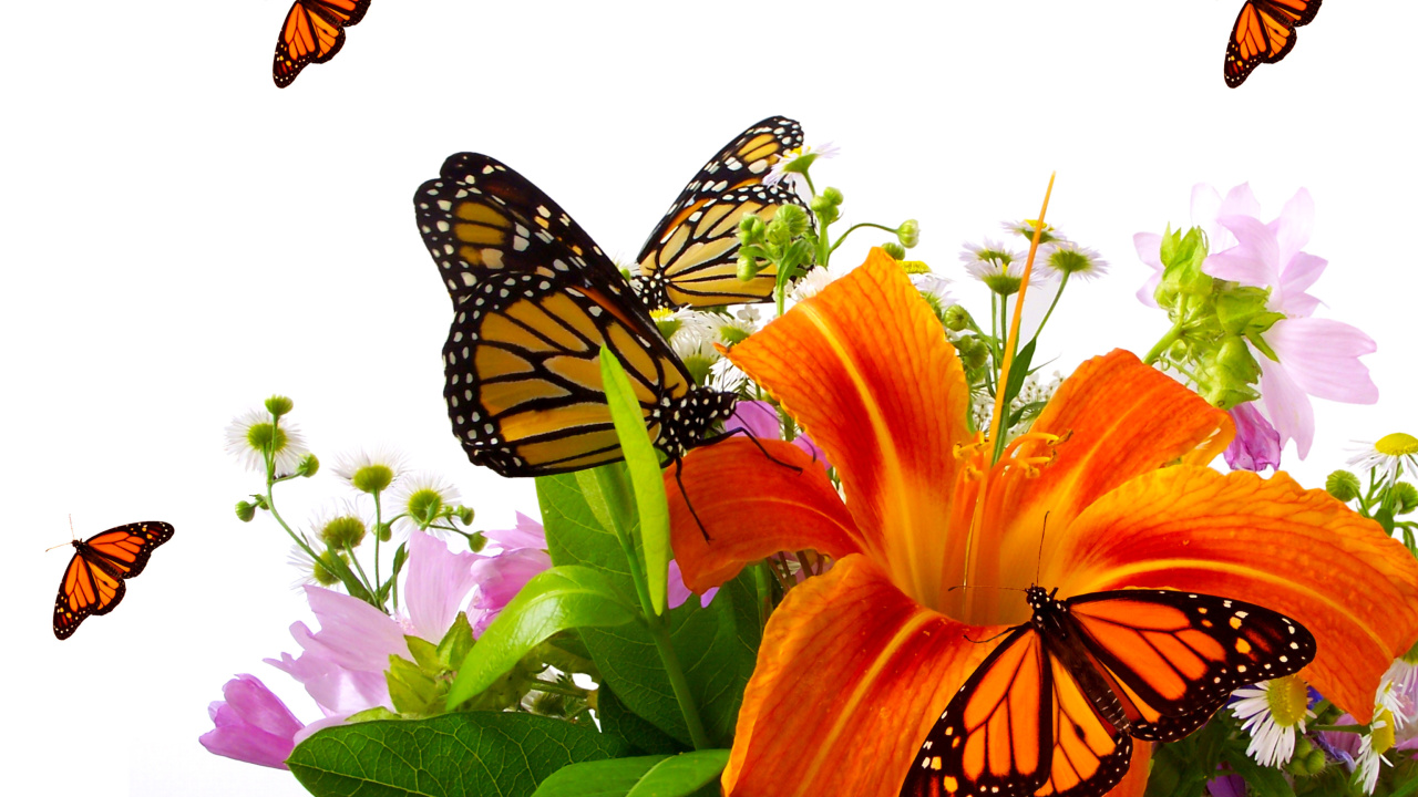 Fondo de pantalla Lilies and orange butterflies 1280x720