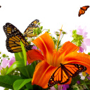 Обои Lilies and orange butterflies 128x128
