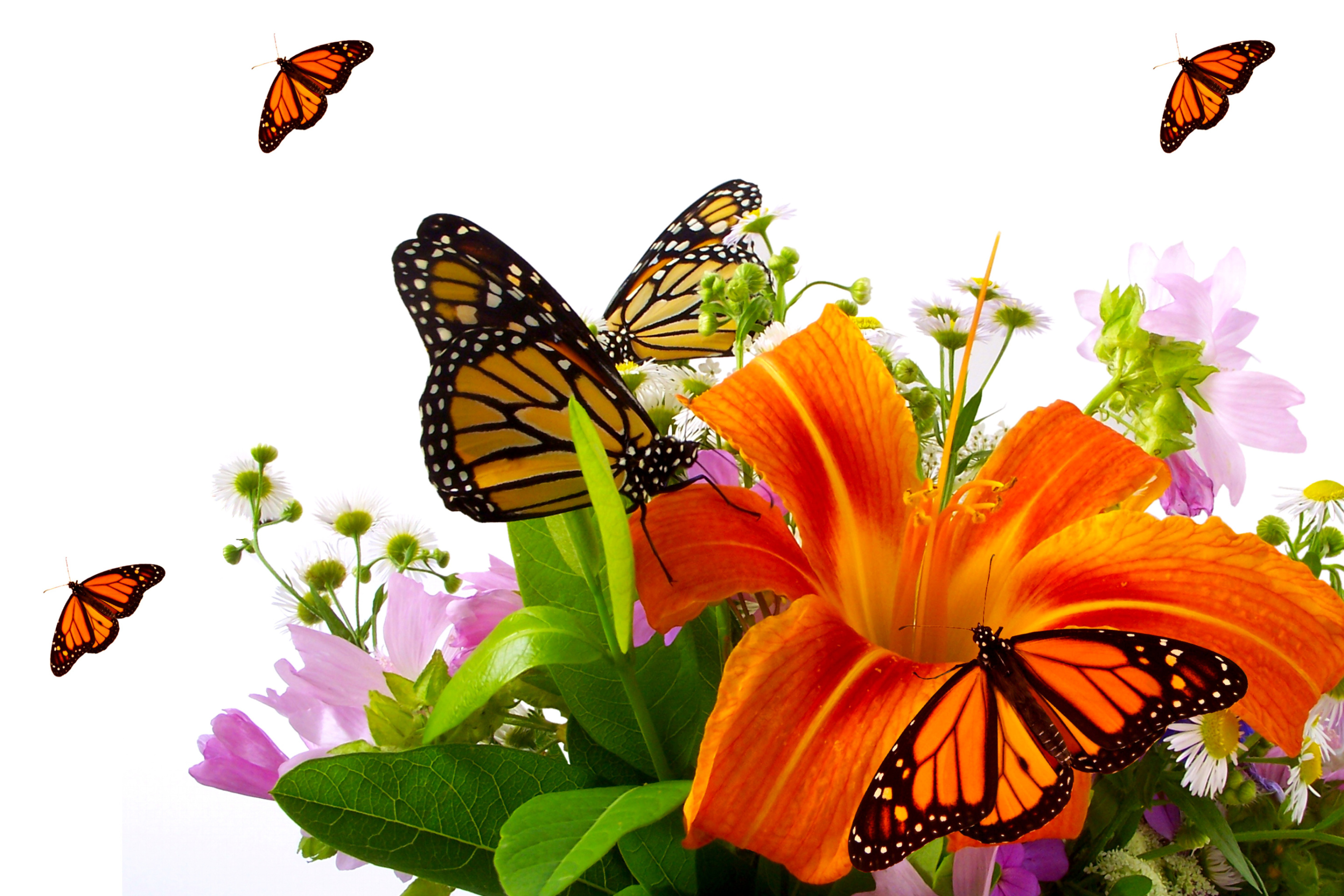 Обои Lilies and orange butterflies 2880x1920