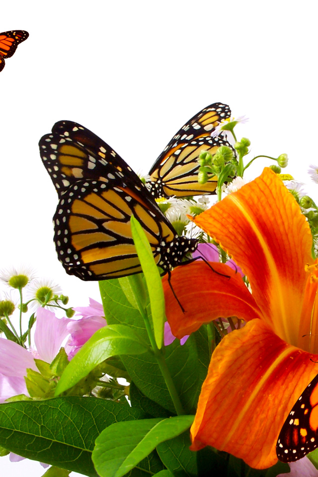 Обои Lilies and orange butterflies 640x960