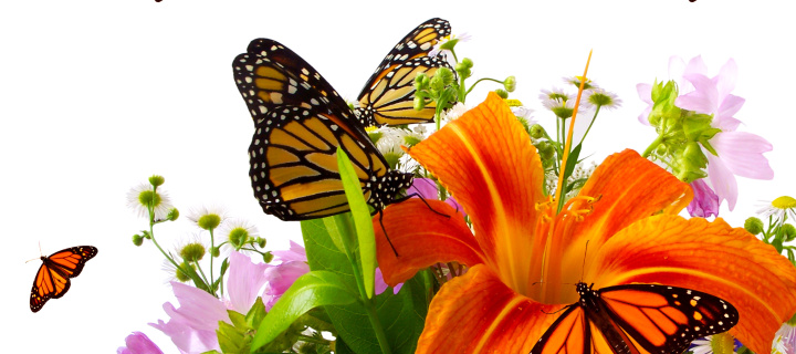 Fondo de pantalla Lilies and orange butterflies 720x320