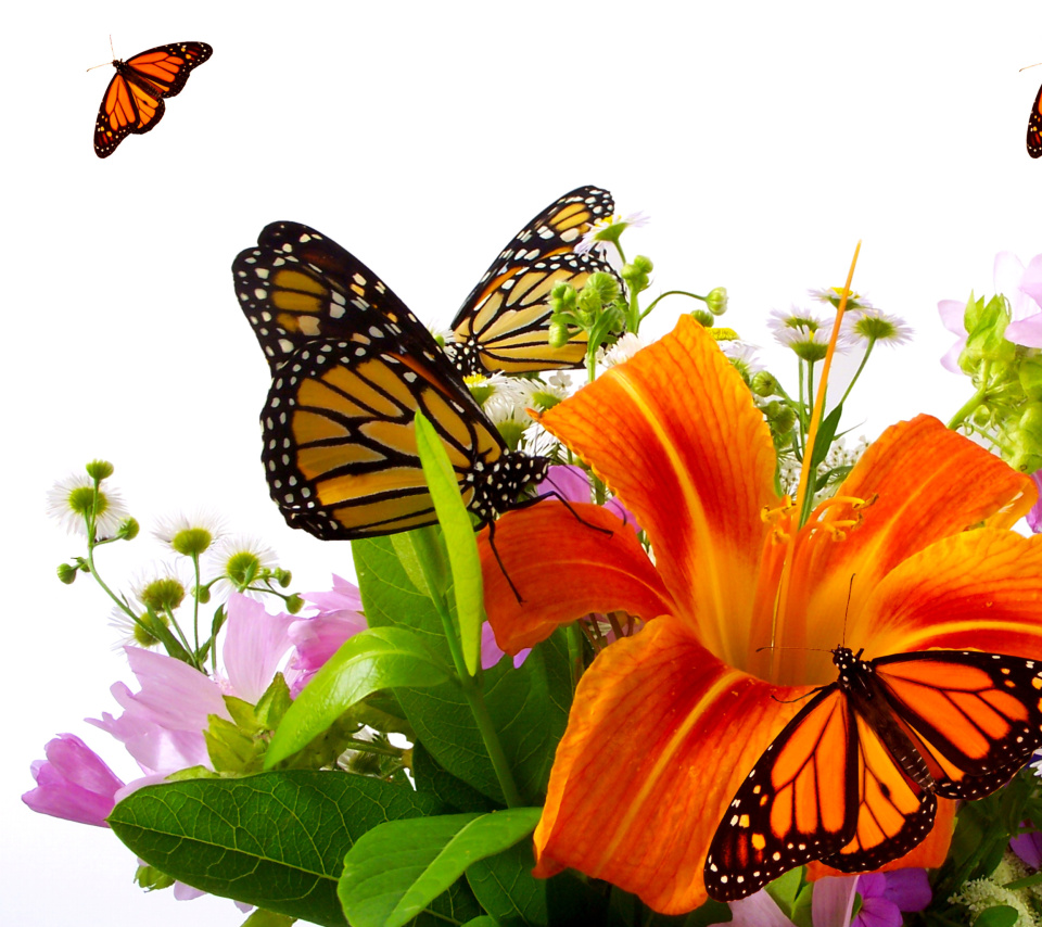 Обои Lilies and orange butterflies 960x854