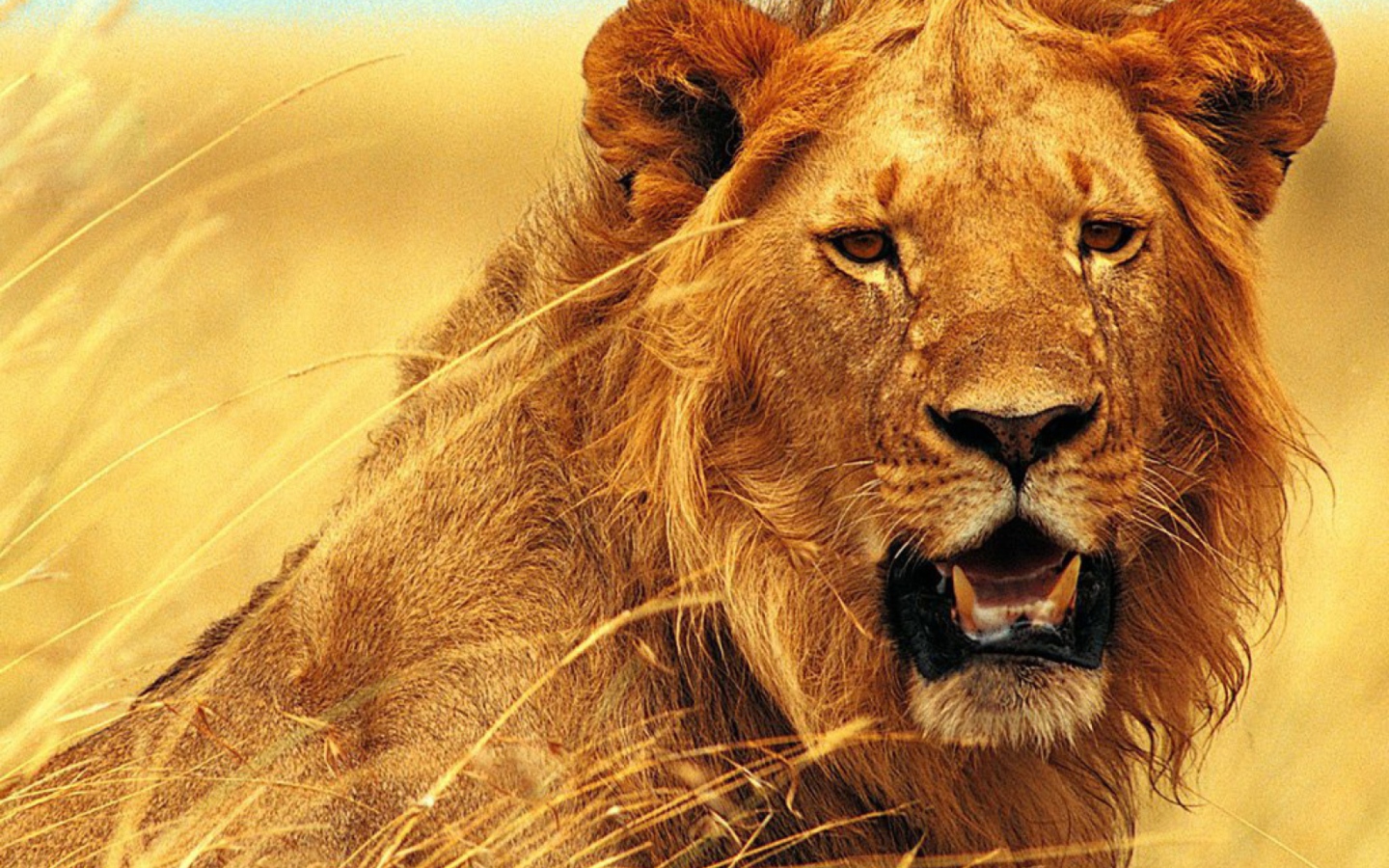 Обои Wild Lion 1440x900