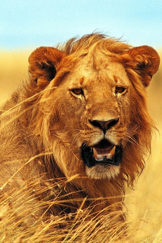 Fondo de pantalla Wild Lion 320x480