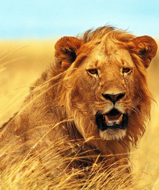 Wild Lion - Obrázkek zdarma pro iPhone 5S