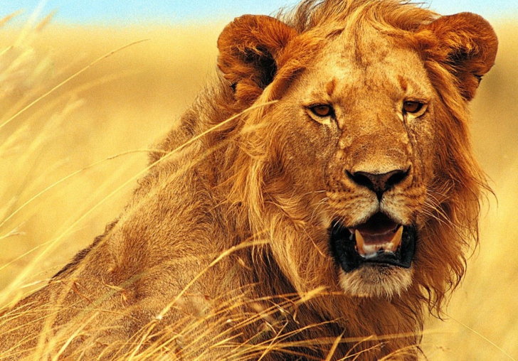 Das Wild Lion Wallpaper