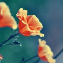 Orange Flowers screenshot #1 128x128