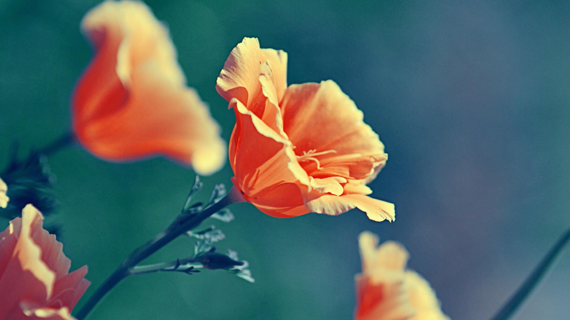 Orange Flowers screenshot #1 1920x1080