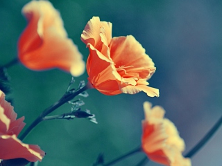 Screenshot №1 pro téma Orange Flowers 320x240