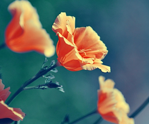 Screenshot №1 pro téma Orange Flowers 480x400