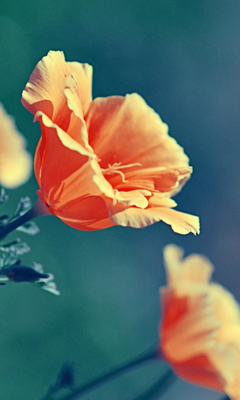 Screenshot №1 pro téma Orange Flowers 480x800