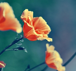 Kostenloses Orange Flowers Wallpaper für iPad 2