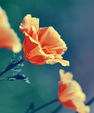 Orange Flowers - Obrázkek zdarma pro 176x220