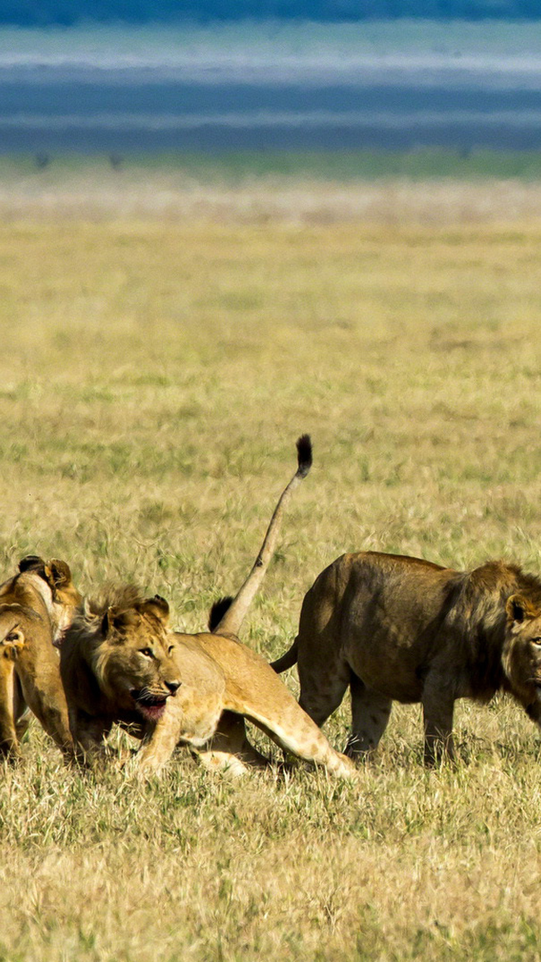 Fondo de pantalla Lions and Buffaloes 1080x1920