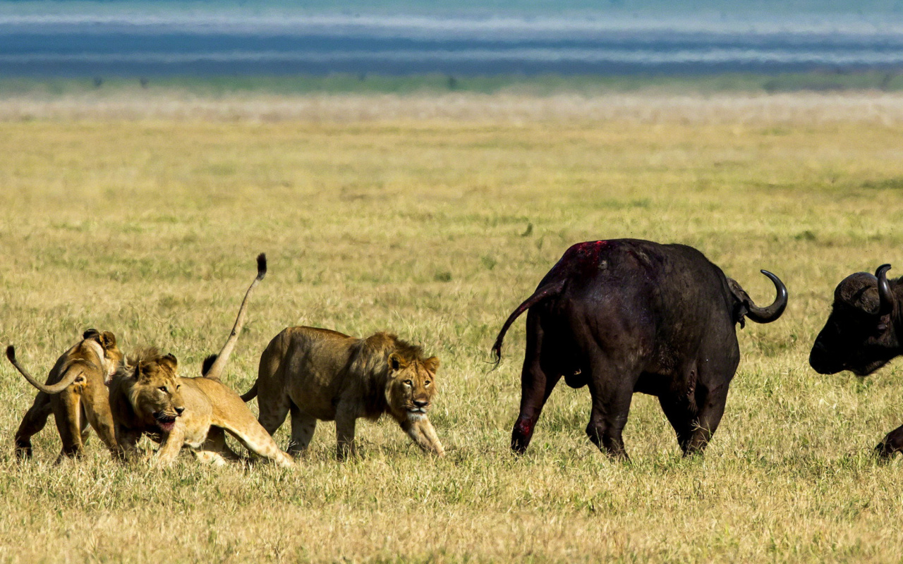 Fondo de pantalla Lions and Buffaloes 1280x800