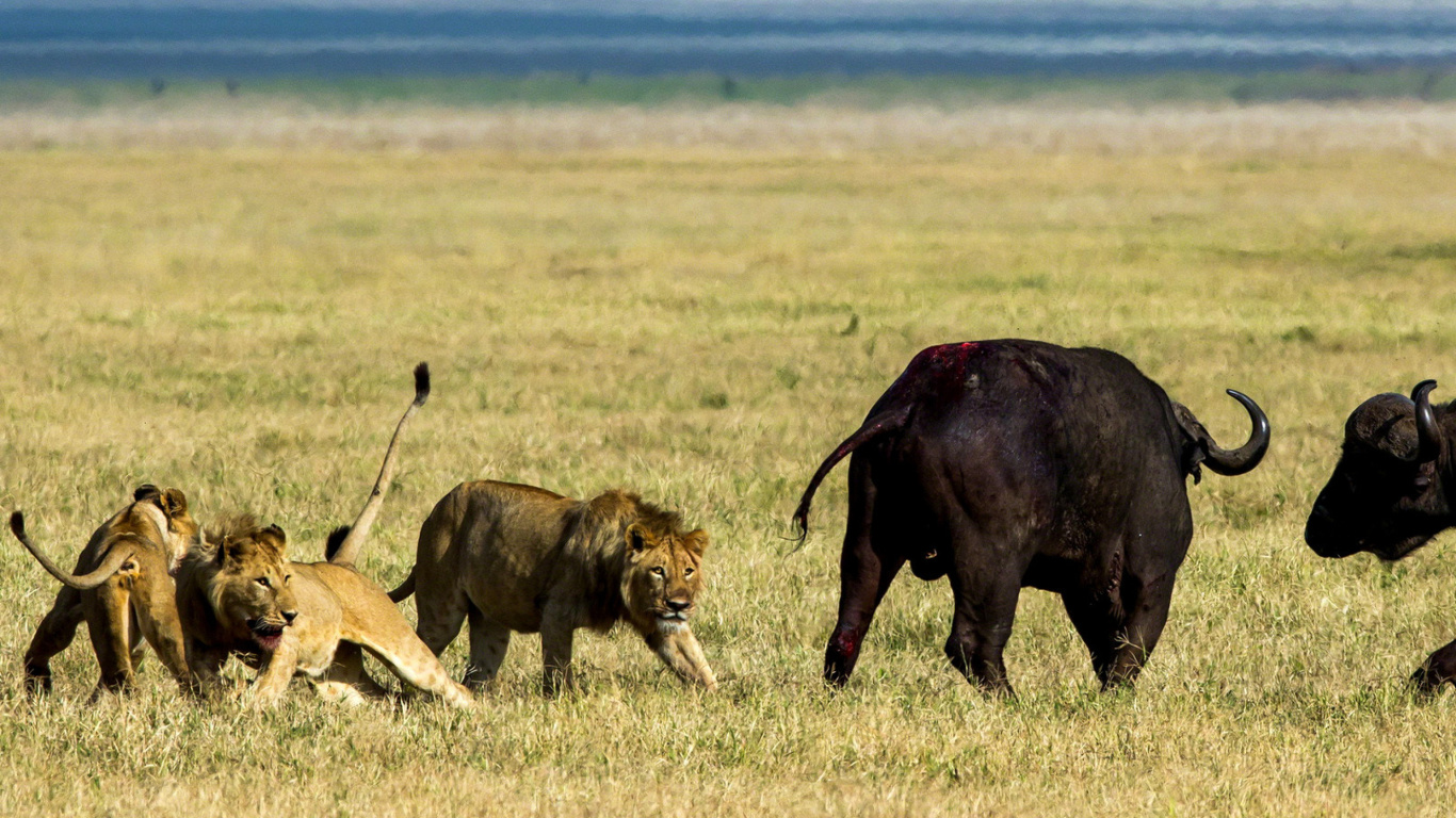 Das Lions and Buffaloes Wallpaper 1366x768