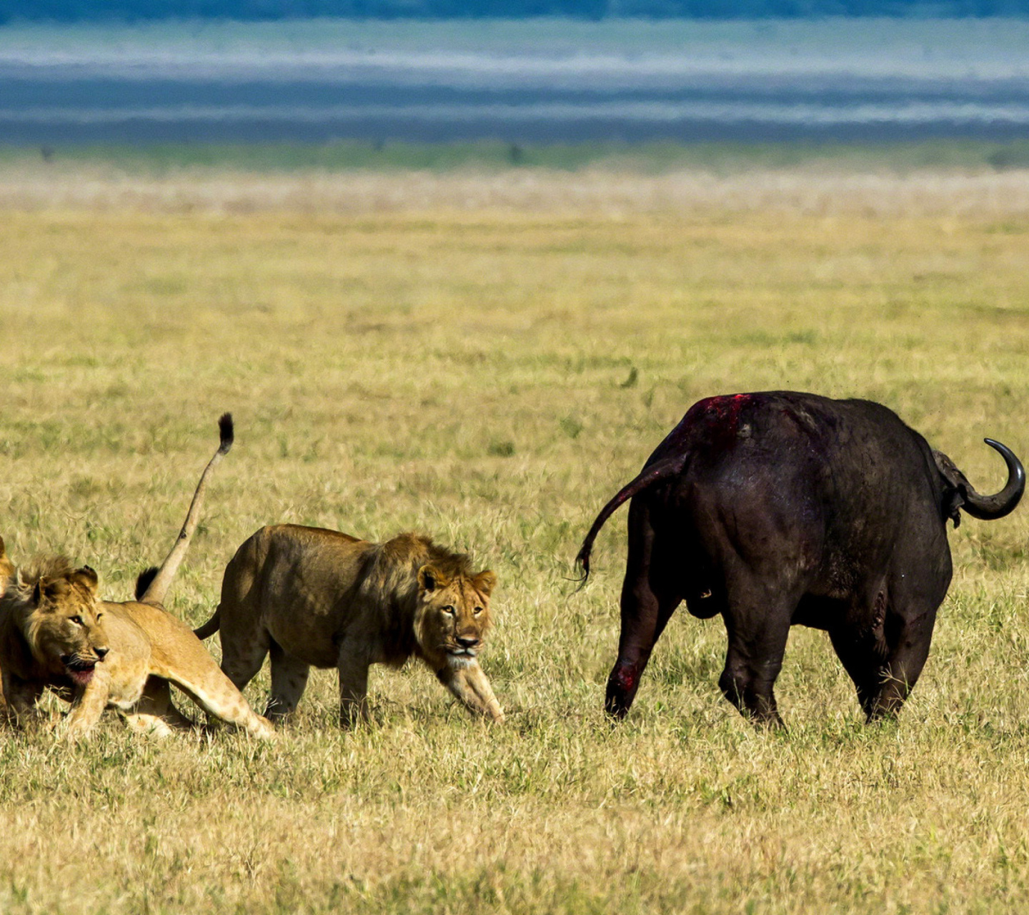 Fondo de pantalla Lions and Buffaloes 1440x1280
