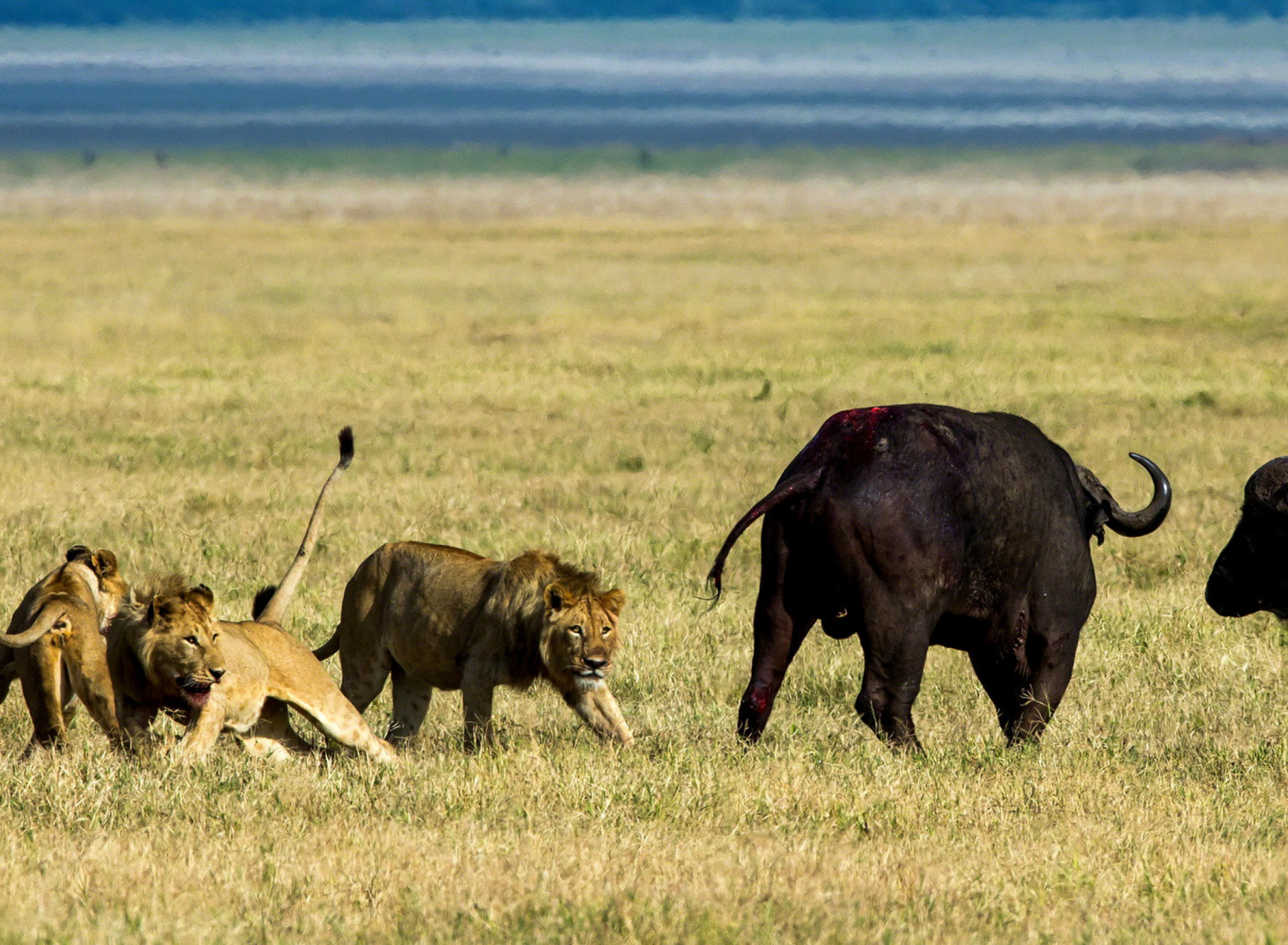 Das Lions and Buffaloes Wallpaper 1920x1408