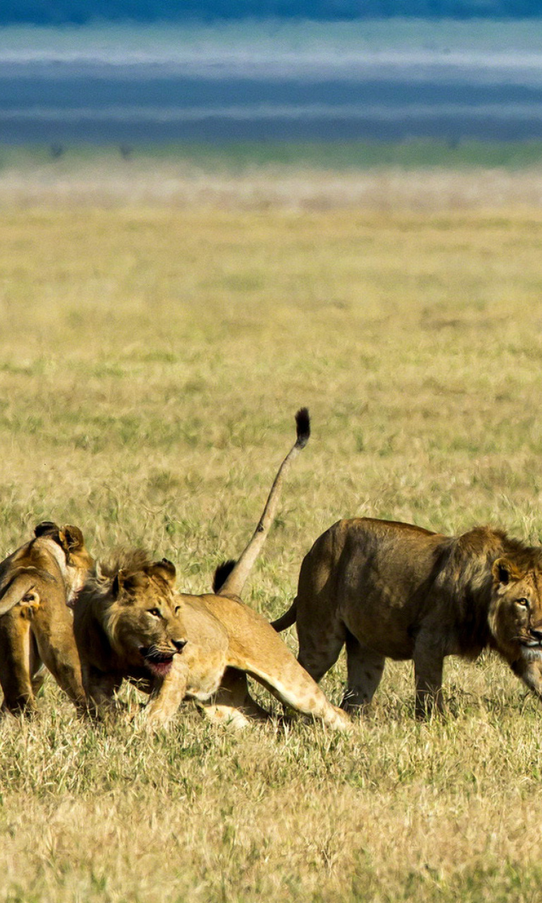 Lions and Buffaloes wallpaper 768x1280