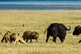 Free Lions and Buffaloes Picture for Android, iPhone and iPad