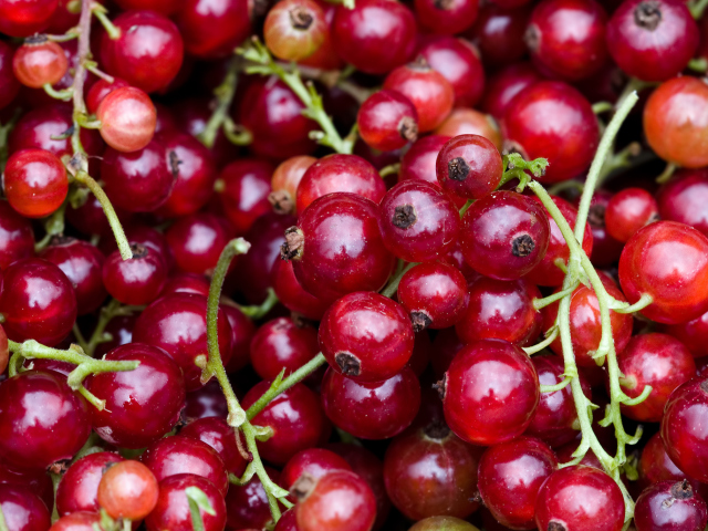 Currant wallpaper 640x480