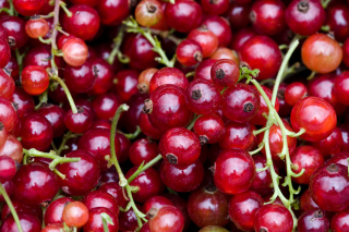 Free Currant Picture for Android, iPhone and iPad