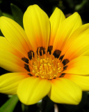 Screenshot №1 pro téma Yellow Macro Flower and Petals 128x160