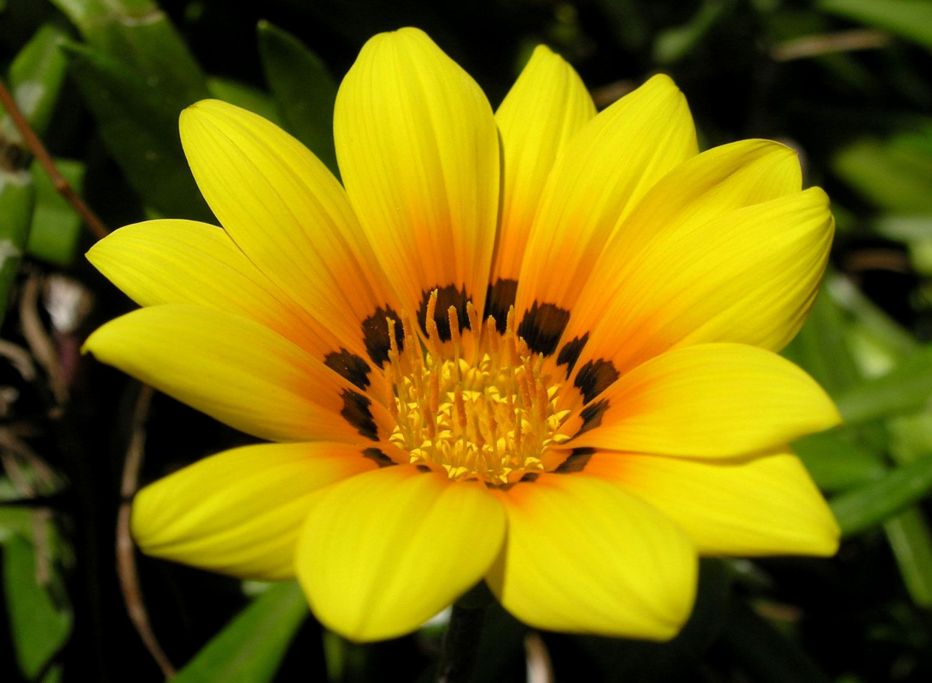Fondo de pantalla Yellow Macro Flower and Petals 1920x1408