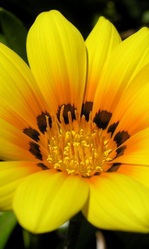 Обои Yellow Macro Flower and Petals 480x800