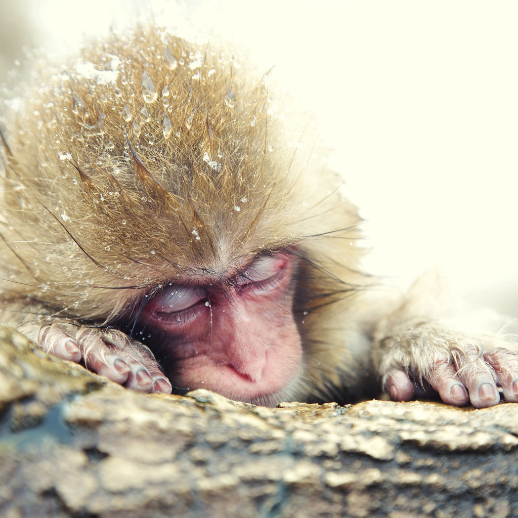 Обои Japanese Macaque Sleeping Under Snow 1024x1024