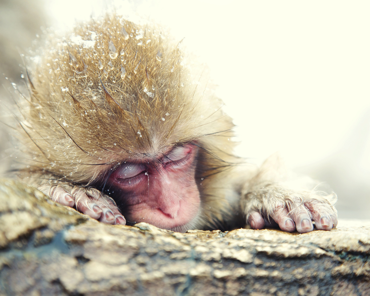 Sfondi Japanese Macaque Sleeping Under Snow 1280x1024