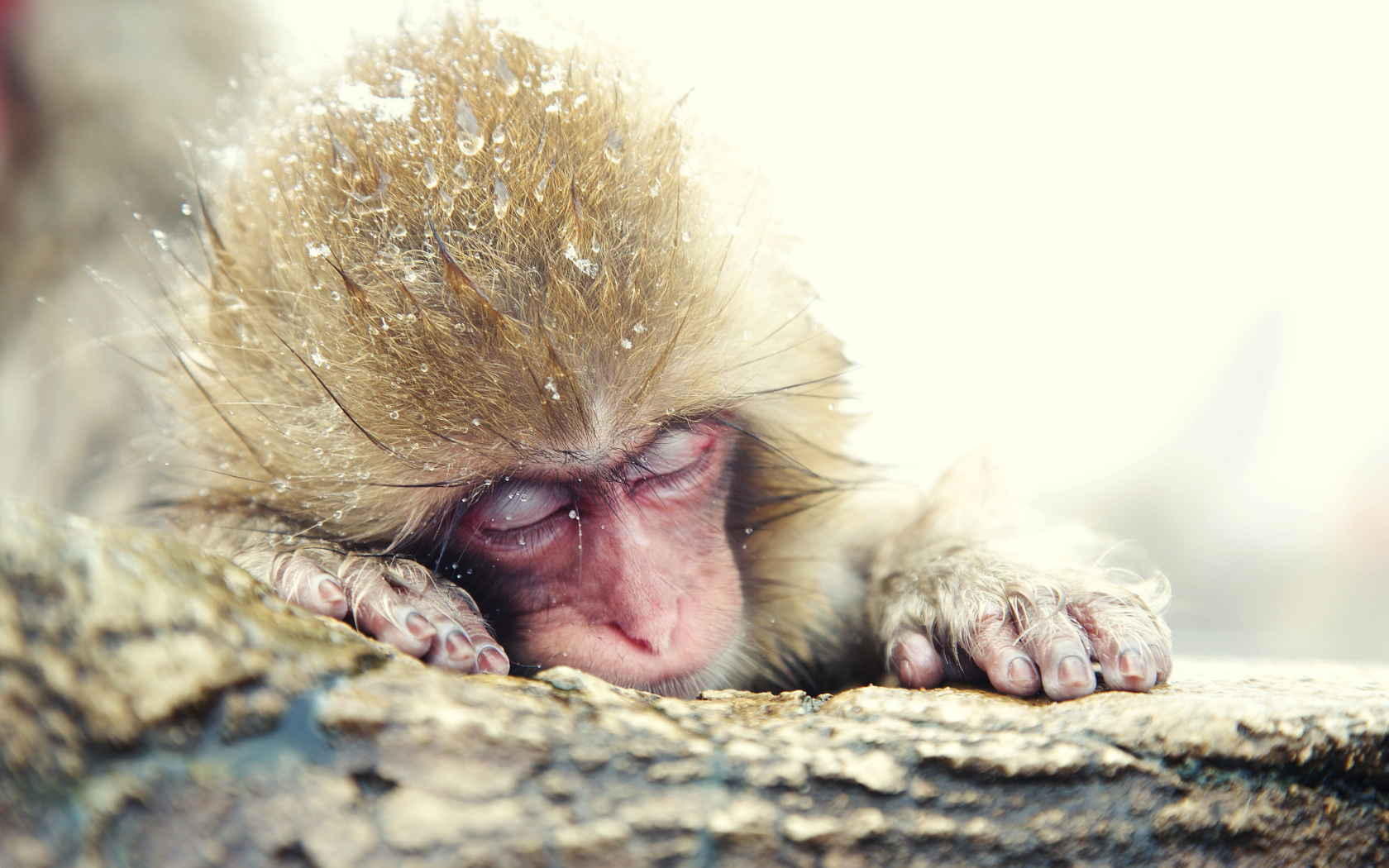 Japanese Macaque Sleeping Under Snow screenshot #1 1680x1050