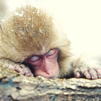 Das Japanese Macaque Sleeping Under Snow Wallpaper 208x208