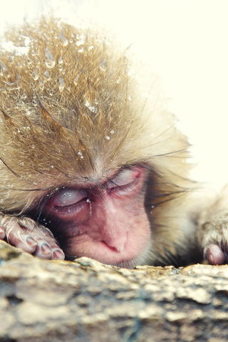 Обои Japanese Macaque Sleeping Under Snow 320x480