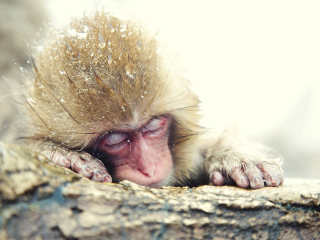 Das Japanese Macaque Sleeping Under Snow Wallpaper 640x480
