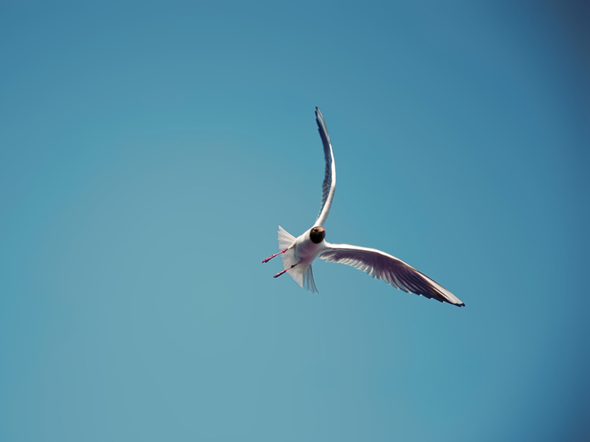 Das Seagull Flight Wallpaper 1152x864