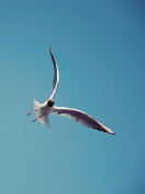 Seagull Flight wallpaper 132x176