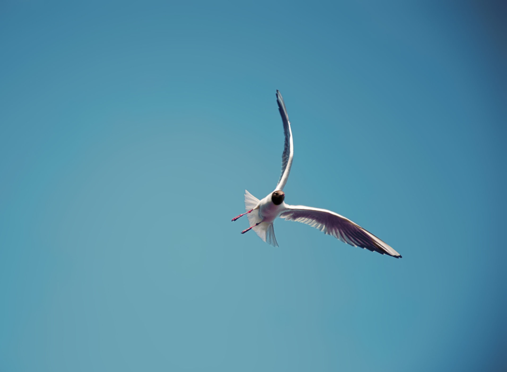 Das Seagull Flight Wallpaper 1920x1408