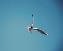 Seagull Flight screenshot #1 220x176