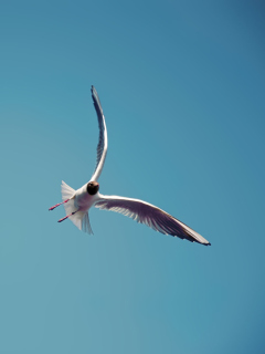 Das Seagull Flight Wallpaper 240x320