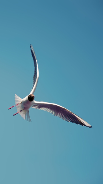 Seagull Flight wallpaper 360x640