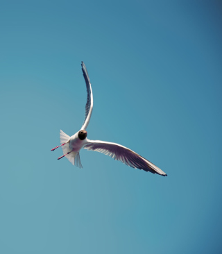 Seagull Flight - Obrázkek zdarma pro Nokia Asha 311