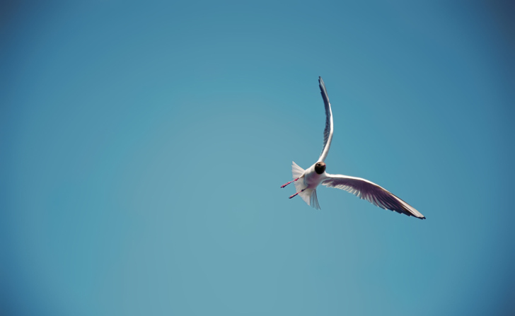 Screenshot №1 pro téma Seagull Flight